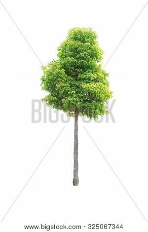 Closeup  Bullet Wood (mimusops Elengi Linn) Tree Isolated On White Background
