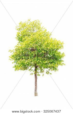 Closeup  Bullet Wood (mimusops Elengi Linn) Tree Isolated On White Background