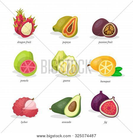 Exotic Fruits Vector Vector Photo Free Trial Bigstock