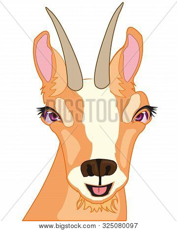Mug Animal Chamois On White Background Is Insulated