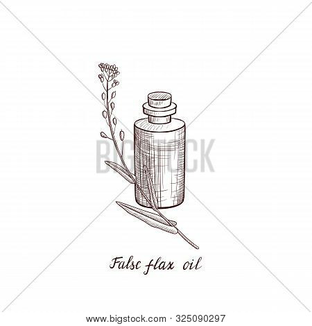 Vector Drawing False Flax Oil, Bottle Of Vegetable Oil And Camelina Sativa Pant, Hand Drawn Illustra