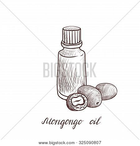 Vector Drawing Mongongo Oil, Bottle Of Vegetable Oil And Nuts, Hand Drawn Illustration