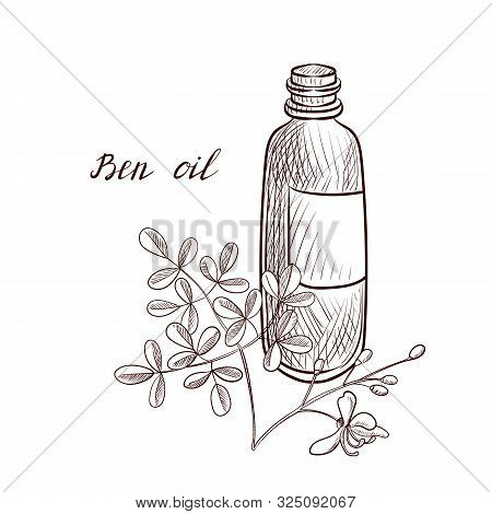 Vector Drawing Ben Oil, Bottle Of Vegetable Oil And Moringa Oleifera, Hand Drawn Illustration