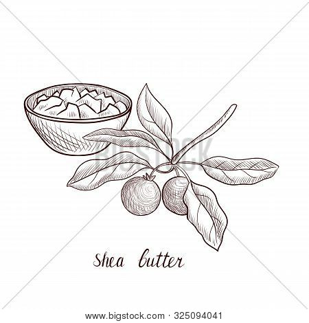Vector Drawing Shea Butter, Cup Of Vegetable Oil And Shea Tree Fruits , Hand Drawn Illustration