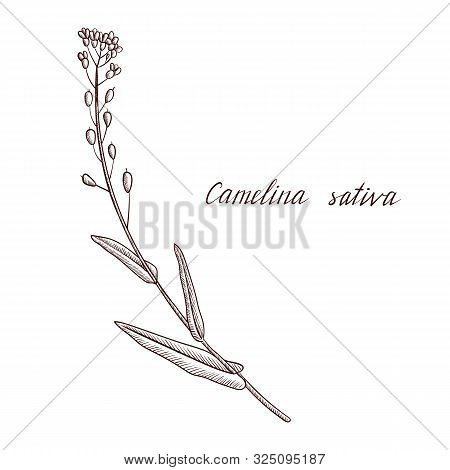 Vector Drawing False Flax Plant, Camelina Sativa , Hand Drawn Illustration