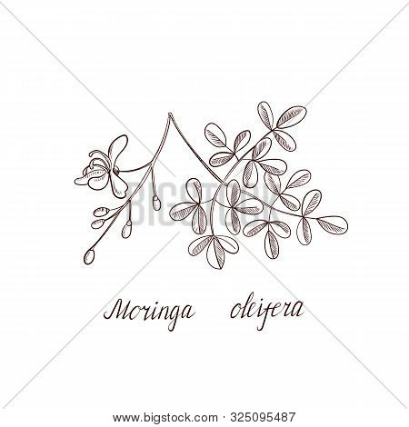 Vector Drawing Moringa Oleifera, Branch Of Ben Oil Tree, Hand Drawn Illustration
