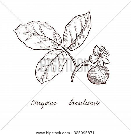 Vector Drawing Pequi Tree Branch, Caryocar Brasiliense, Hand Drawn Illustration
