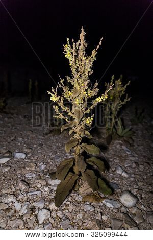 A Nocturnal Plant Grows In A Dried Up Seasonal Zim Stream In The Desert In Southern Israel Near The 