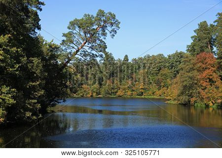 Golden Autumn In City Country Forest Park. Picturesque Pond, Fall Forest And Single Tree-pine Over T