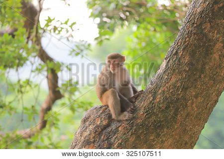 Monkey At Hong Kong, Kam Shan Country Park 2019