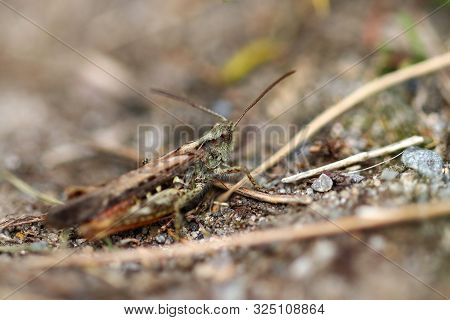 A Superbly Camouflaged Field Grasshopper On The Ground