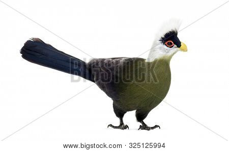 White-crested turaco, Tauraco leucolophus standing against white background
