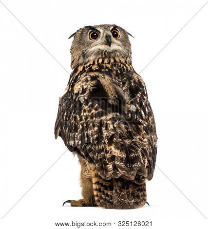 Eurasian eagle-owl, Bubo bubo, is a species of eagle-owl standing against white background