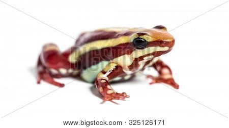 Anthony's poison arrow frog, Epipedobates anthonyi, in front of white background