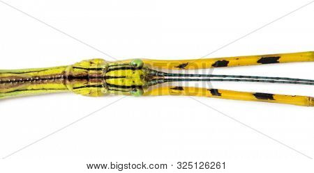 Yellow Flying Stick, Necroscia annulipes, phasma, in front of white background