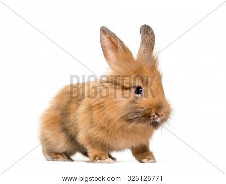 Young Lionhead rabbit, four months old standing against white background