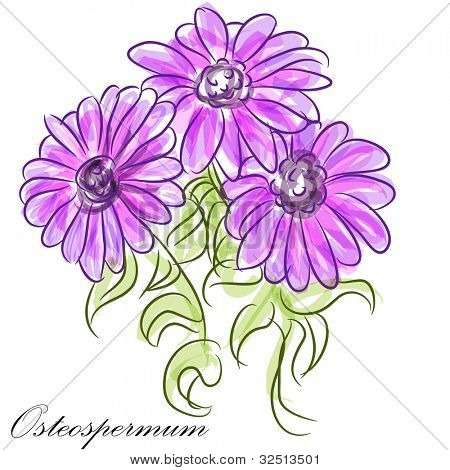 Un'immagine di un margherite osteospermum viola.