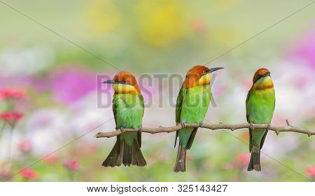 Beautiful Birds In Nature Chestnut-headed Bee Eater.
