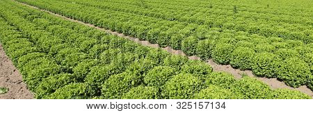 Many Tufts Of Green Lettuce In A Large Field