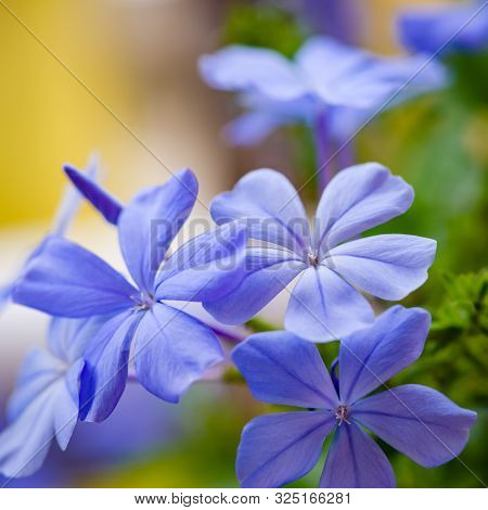 Blue Plumbago Blooming Blossom Closeup Clusters Macro Purple Decorative Plant Flower