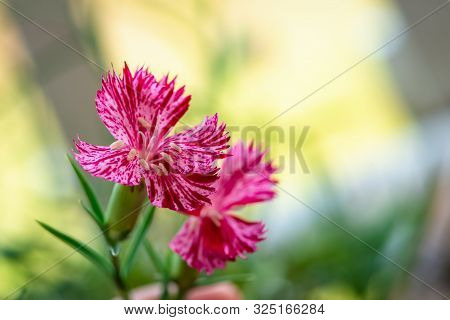 Botanical, Botany Flower Nature Carnation Sequier's Pink