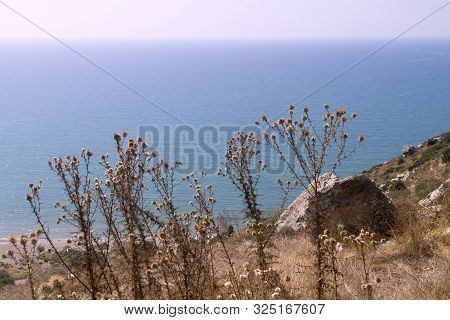 Dry Thistle Flowers Growing In The Mountains In Front Of The Blue Sea In The Soft Sunlight