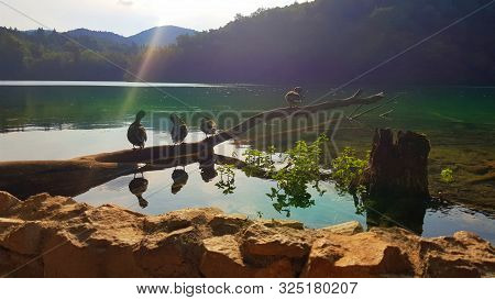 Ducks In Pond. Plitvice National Park, Croatia
