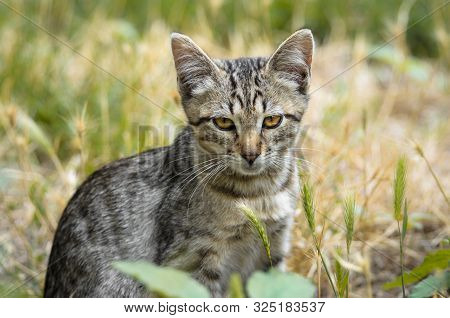 Tabby Ktten Looking Like A Serval In The Field Grass