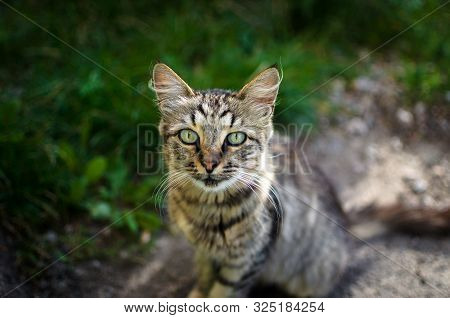 Stunning Village Cat On A Green Summer Background With Green Eyes And Fluffy Hair