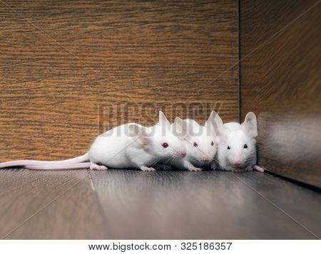 White Mice In The Closet. Rodent Family Of Rats