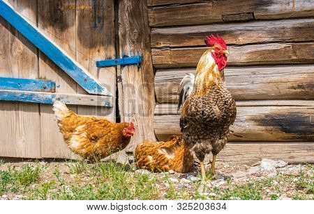 Rooster And Two Hens On The Background Of An Old Wooden Barn