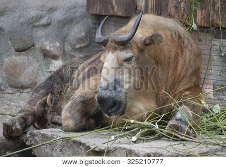 Taro Buffalo Eat Fresh Green Tree Branches