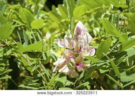 Afgekia Mahidoliae Blossom Pink Flower On Leaf Natural Background At Thailand. Botanical Afgekia Mah