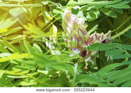Afgekia Mahidoliae Blossom Pink Flower On Leaf Natural Background At Thailand. Botanical Afgekia Mah