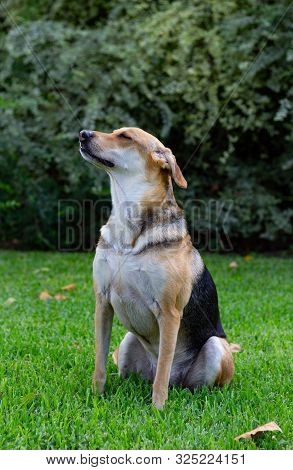 Multicolored Dog Sitting On Green Grass With A Large Bush In The Background