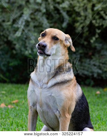 Multicolored Dog Sitting On Green Grass With A Large Bush In The Background