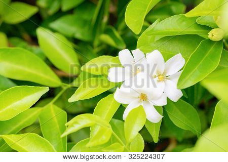 Thai Orange Jasmine, White Orange Jasmine Flower With Green Leaves Blooming On Tree In The Garden. W