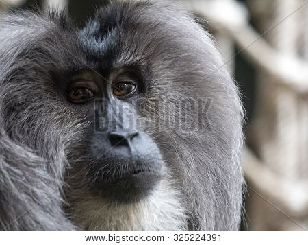 Portrait Of A Japanese Macaque Snow Monkey