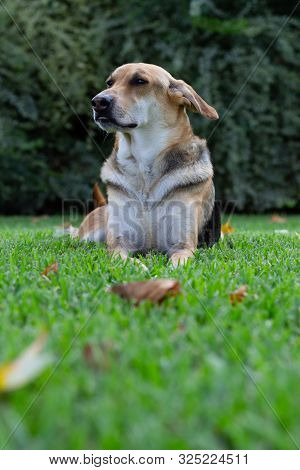 Multicolored Dog Lying On Green Grass With Leaves And A Large Shrub In Background