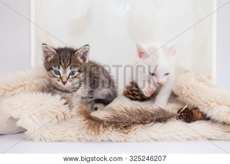 Kittens Sit On A Fluffy Rug. Tabby Kitten Playing With White.