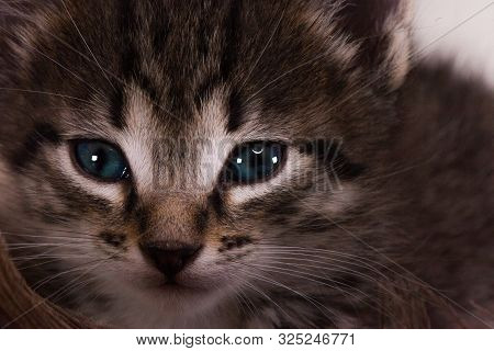 Muzzle Striped Cat Close-up. The Face Of A Cat With Blue Eyes.