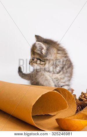 Cat On The Background Of Kitchen Paper.