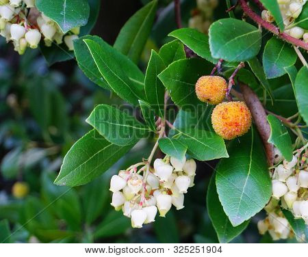 Fruits And Bell-shaped White Flowers On Arbutus Evergreen Tree Close Up.