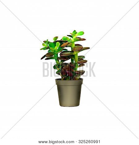 Crassula Portulacea Plant In Grey Pot Isolated On White Background