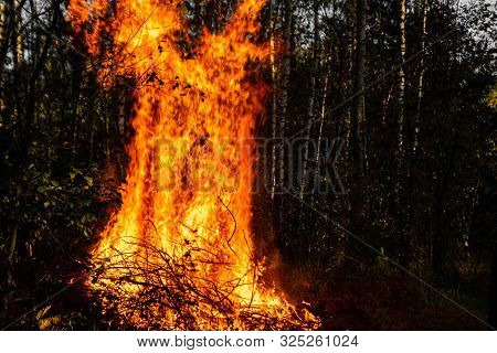 Forest Fires, Fire In Nature, The Destruction Of Tree Plants.