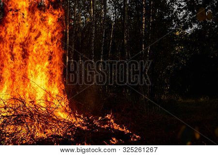 Forest Fires, Fire In Nature, The Destruction Of Tree Plants.