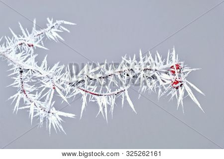 Hoar Frost On Rowan Brunch With Red Berries In Winter. Frozen Mountain Ashes Tree In Washington Stat