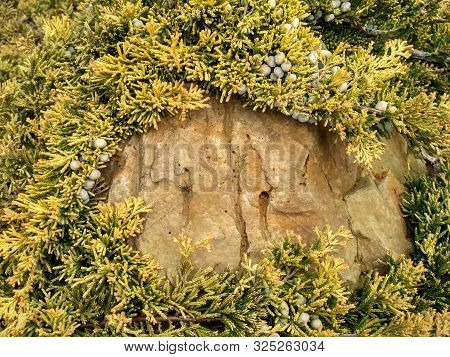 Juniperus Horizontalis Golden Carpet Creeping Juniper. Juniper Tree Branch Texture Needle Background