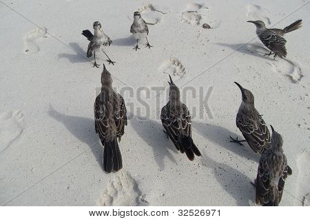 Mockingbirds