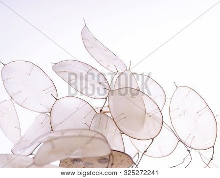 Lunaria Annua Plant, Silver Dollar Plant Against White Light. Botanikal Background.